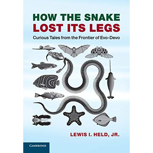 How the Snake Lost its Legs: Curious Tales From The Frontier Of Evo-Devo