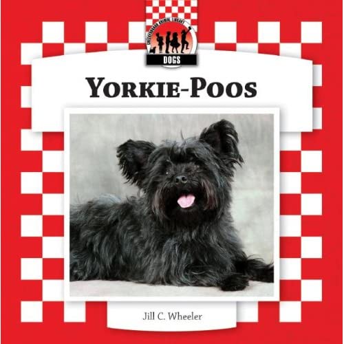 Yorkie-Poos (Dogs)